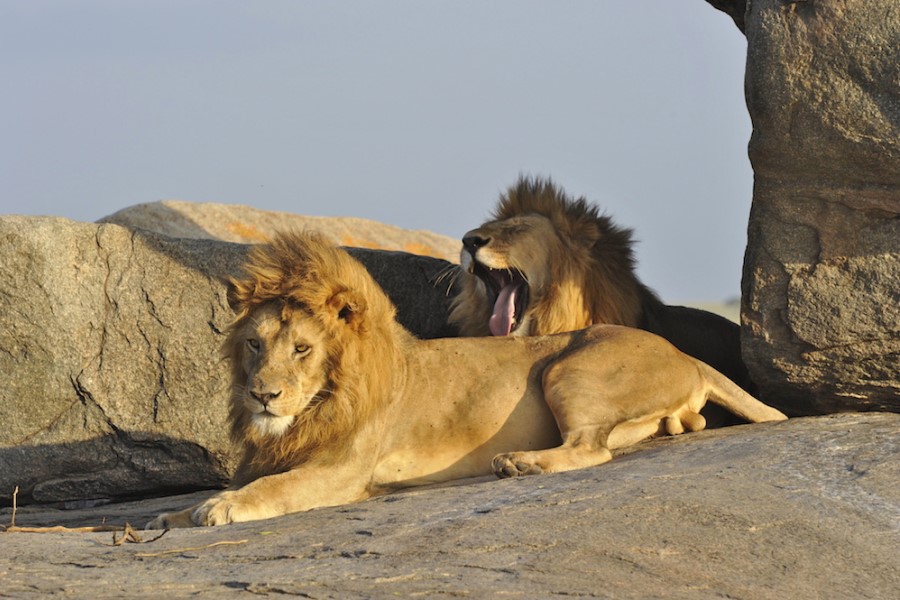 Serengeti-National-Park.jpg